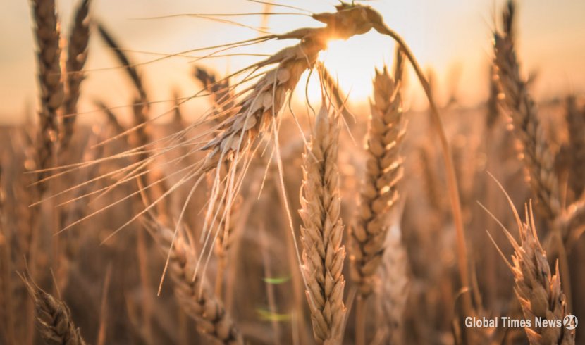 Guerre en Ukraine : la flambée des cours du blé et du soja
