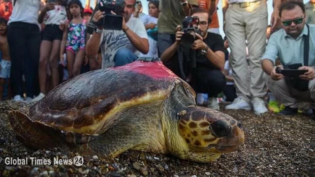 Bu kaplumbağası 1 ayda 485 kilometre yol katetti