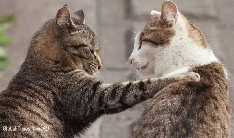 Cats can remember each other's names: Research